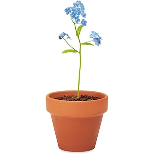 Plante Forget Me Not